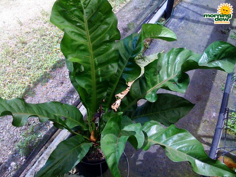 Anthurium Morning Dew Tropical Plants
