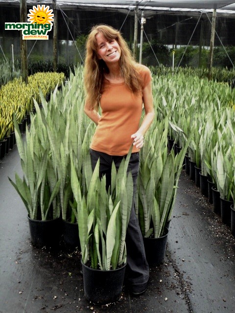 Sansevieria - Morning Dew Tropical Plants