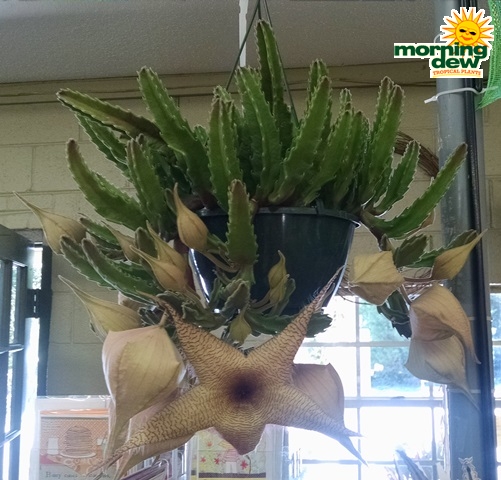 Finding the Best Houston Garden Center Near Me