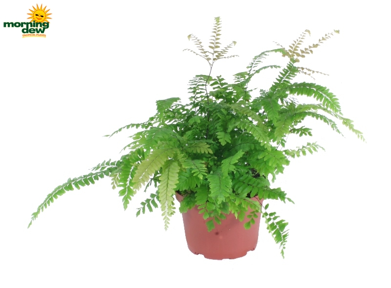 Fern Morning Dew Tropical Plants