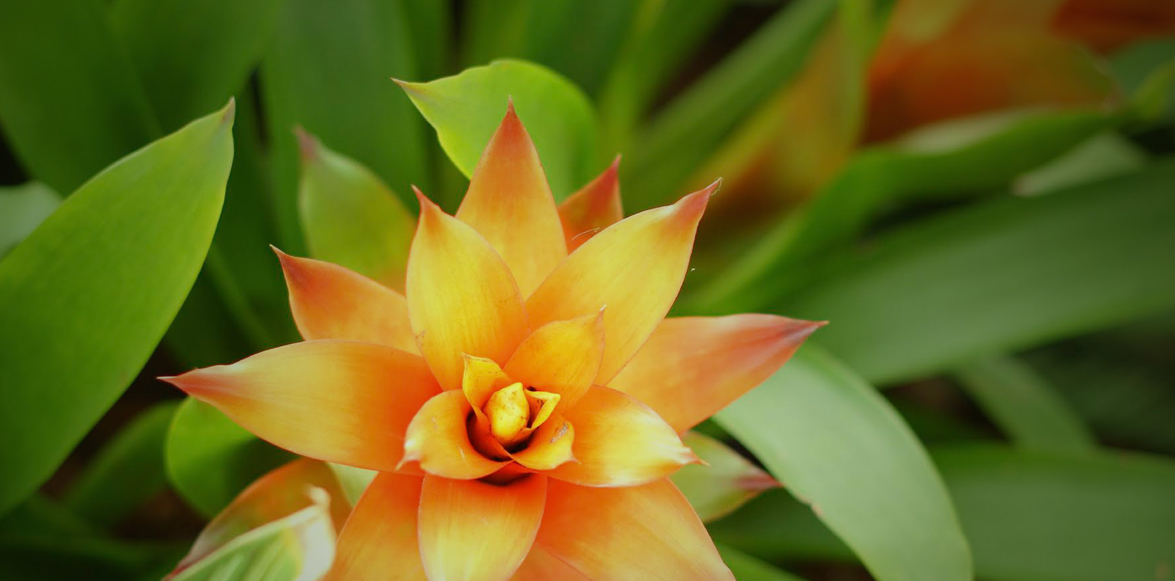 Tropical Flowers that You Can Grow at Home