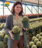 Cactus Barrel Varieties 6 in