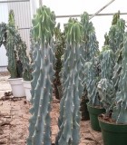 Cactus Cereus Monstrosus