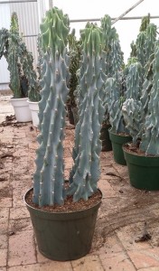 Cactus Cereus Monstrosus