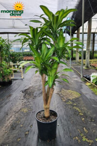 Dracaena Mass Branched 14 in