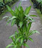 Dracaena Mass Cane corn plant
