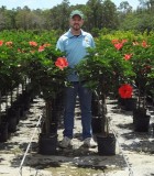 Hibiscus red tree