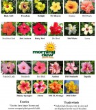 Hibiscus Guide