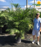 Palm Areca 17 in