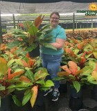 Philodendron Prince of Orange 10 in