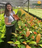 Philodendron Prince of Orange 6 in