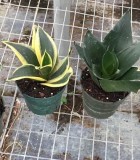 Sansevieria Assorted 4 in