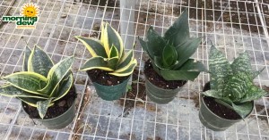 Sansevieria Assorted 4 in