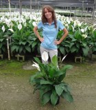Spathiphyllum Sweet Pablo Peace Lily
