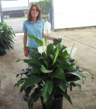 Spathiphyllum Sweet Pablo Peace Lily