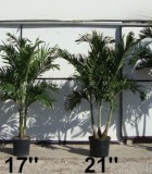 adonidia palm multi
