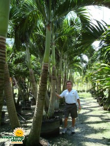 adonidia palm
