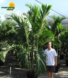 adonidia palm