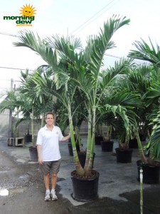 adonidia palm multi