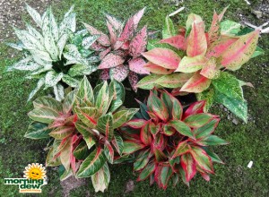 aglaonema assorted colorful varieties chinese evergreen