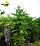araucaria norfolk island pine