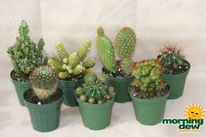assorted cactus