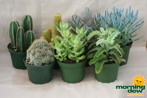 assorted cactus succulents