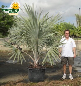 bismarkia silver palm