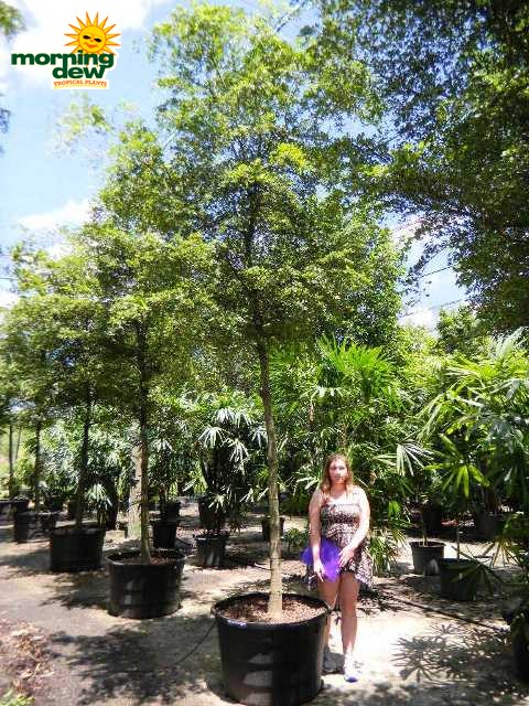 Olive - Morning Dew Tropical Plants