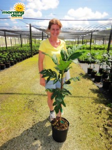 breadfruit plant tree