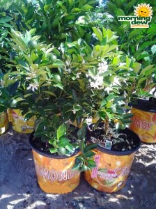 calamondin orange bush plant citrus