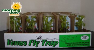 carnivorous venus fly trap