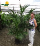 cataractarum palm