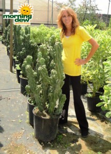 cereus monstrosus cactus