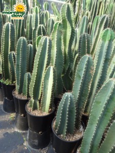 cereus peruvianus cactus