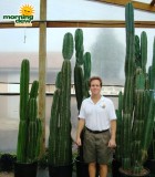cereus peruvianus cactus