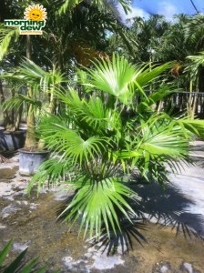 chinese fan palm