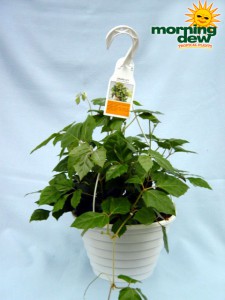 cissus rhombifolia Hanging Basket