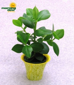 clusia signature plant