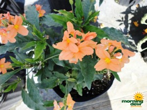 crossandra orange bloom
