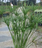 cyperus alternifolius grass