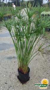 cyperus alternifolius grass
