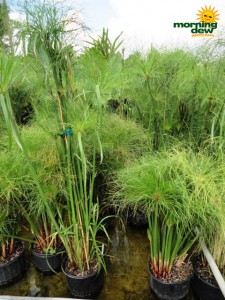 cyperus papyrus giant egyptian littletut grass