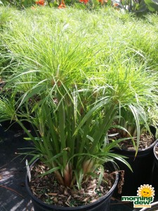 cyperus papyrus little tut grass