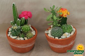 dish garden clay cactus