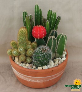dish garden clay cactus