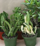 euphorbia assorted cactus