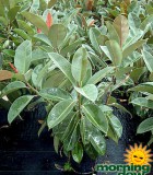 ficuse lastica robusta rubber plant