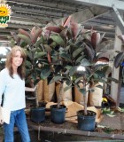 ficus elastica tree rubber plant