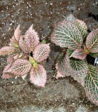 fittonia pink
